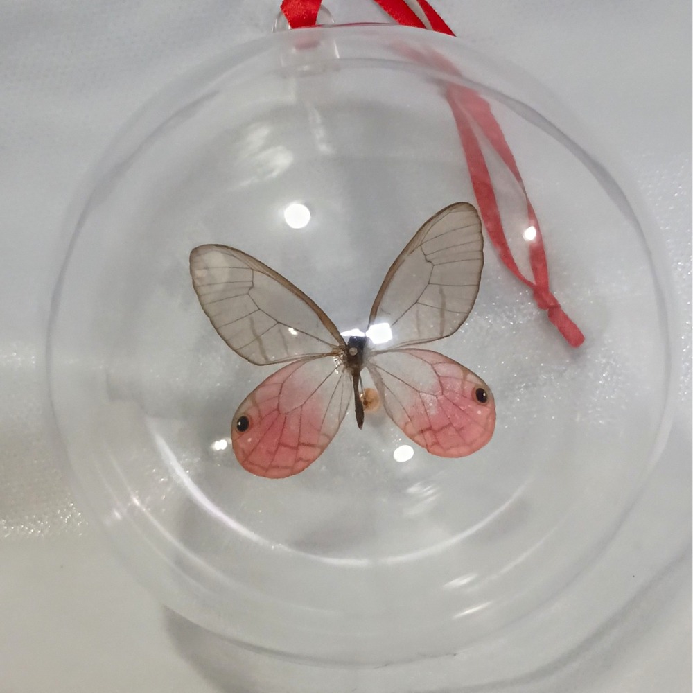 Real Butterfly Specimen in Clear Hanging Display Ball Ornament with Red Ribbon